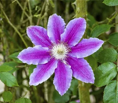 Clematis (Grossbl., frühblüh. Gruppe) 'Barbara Jac