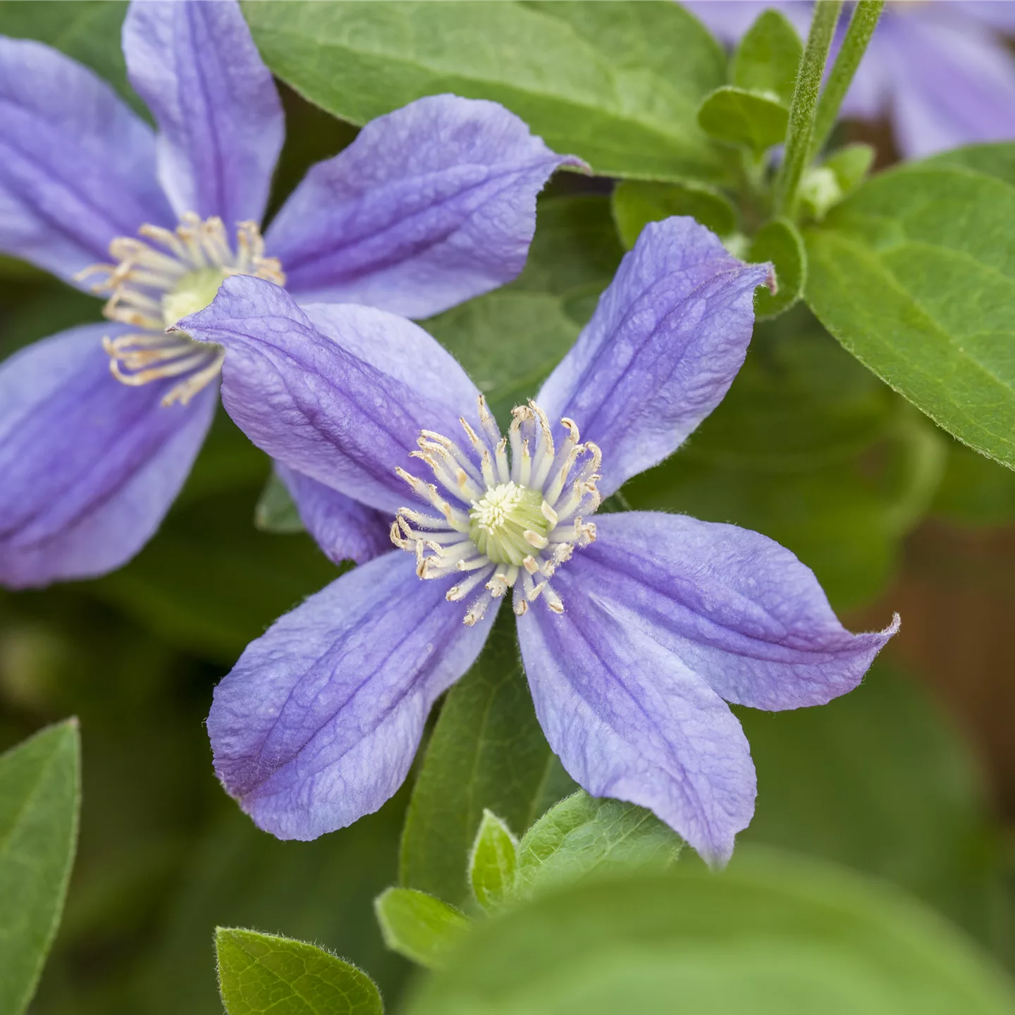 Clematis (Diversifolia-Gruppe) 'Arabella'