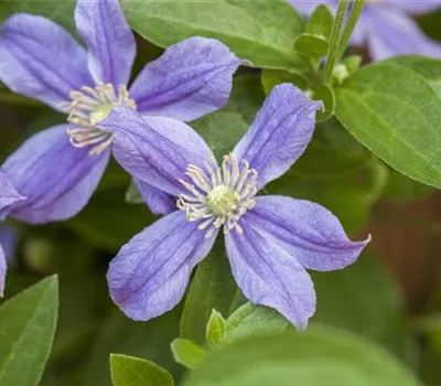 Clematis (Diversifolia-Gruppe) 'Arabella'