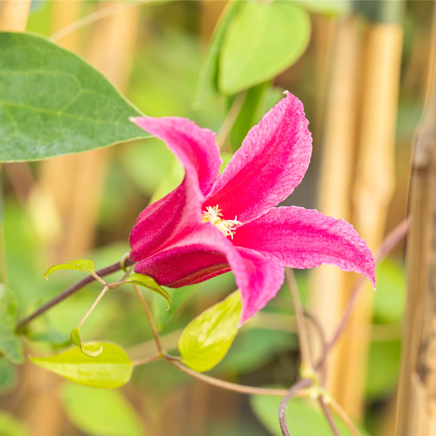 Clematis (Atragene-Gruppe) 'Ruby'