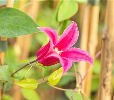 Clematis (Atragene-Gruppe) 'Ruby'