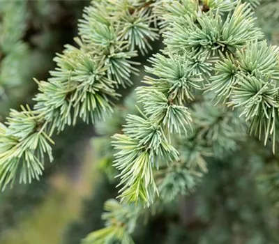 Cedrus libani 'Atlantica Aurea'