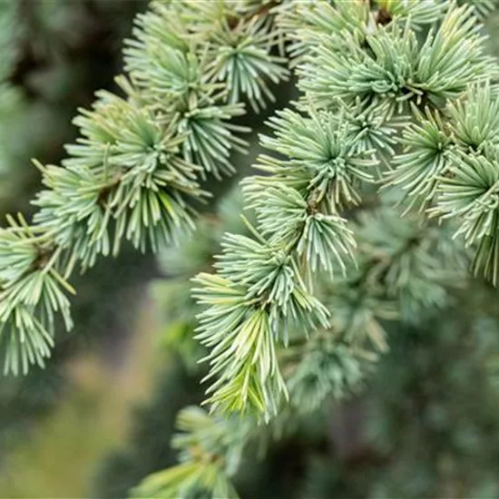 Cedrus libani 'Atlantica Aurea'