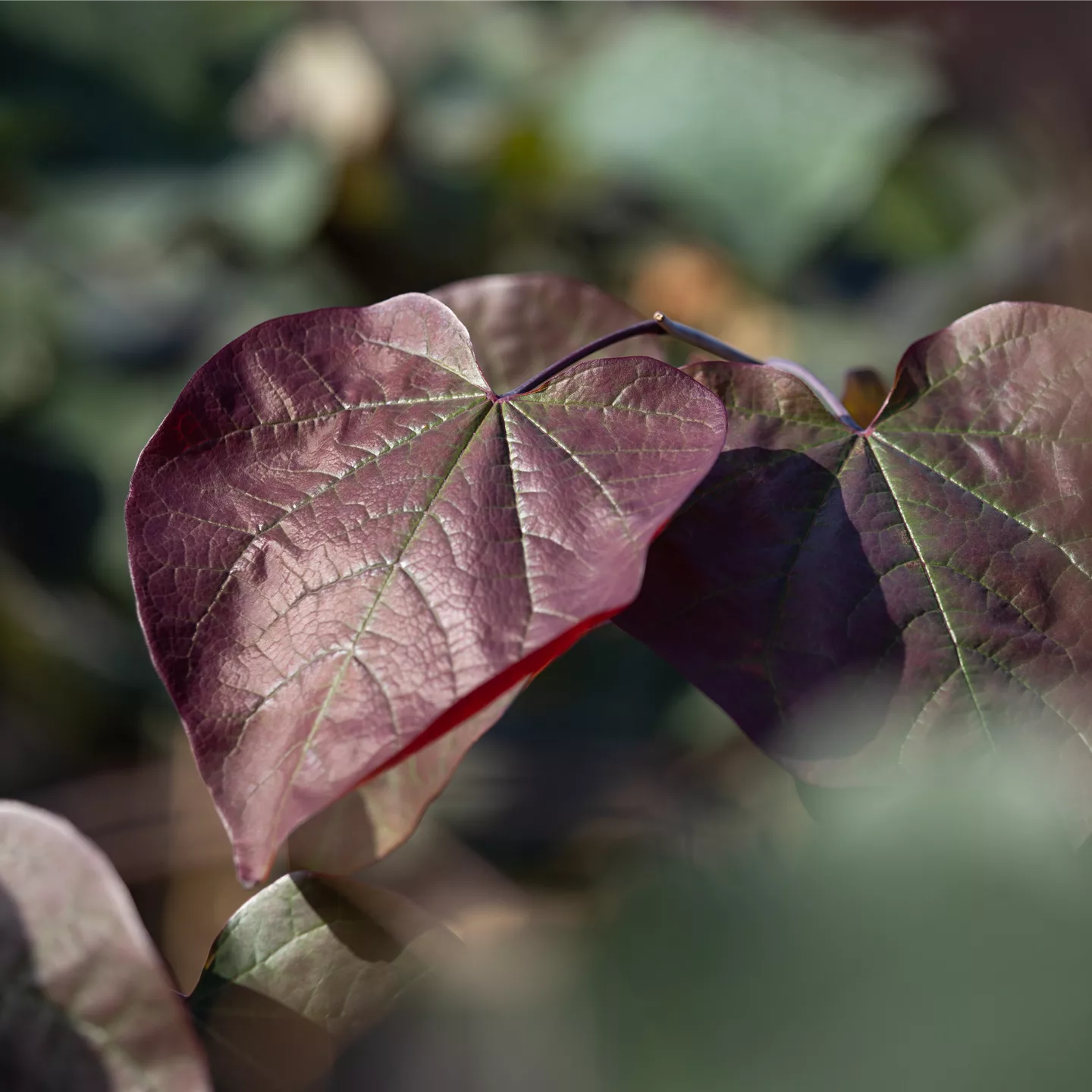 Catalpa erubescens (x) 'Purpurea'