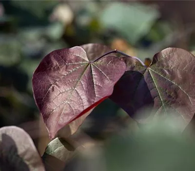 Catalpa erubescens (x) 'Purpurea'