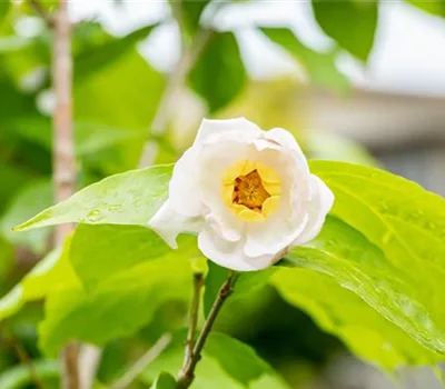 Calycanthus chinensis