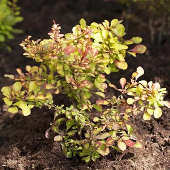 Berberis thunbergii