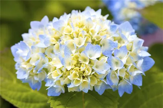 Hortensienarten und ihre wundervollen Eigenschaften