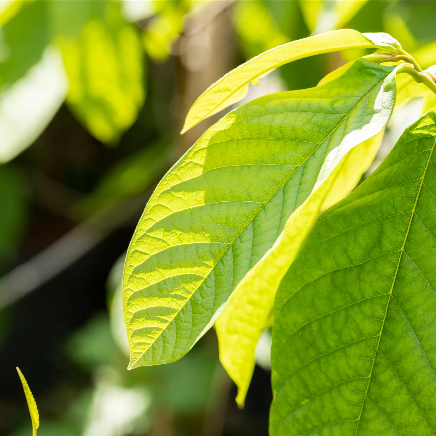 Asimina triloba 'Prima 1216'