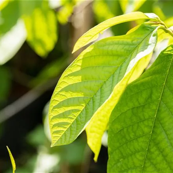 Asimina triloba 'Prima 1216'