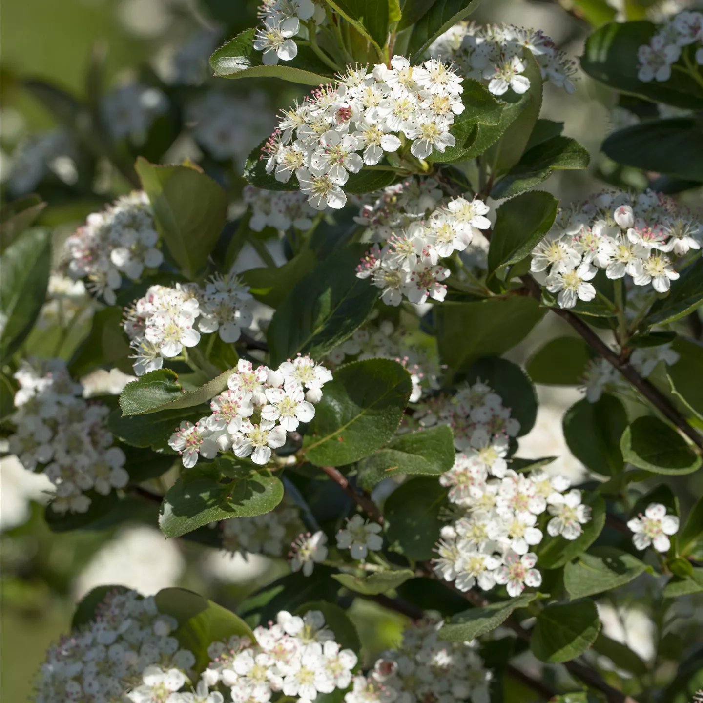 Aronia prunifolia (x) 'Viking'