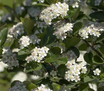 Aronia prunifolia (x) 'Viking'