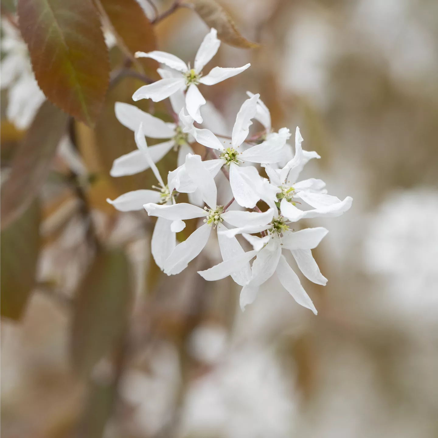 Amelanchier 'Ballerina'