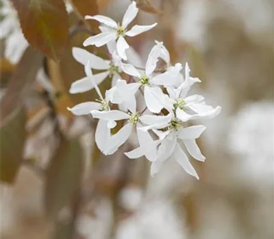 Amelanchier 'Ballerina'