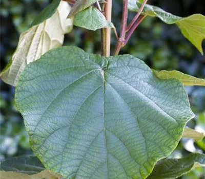 Actinidia deliciosa 'Matua'