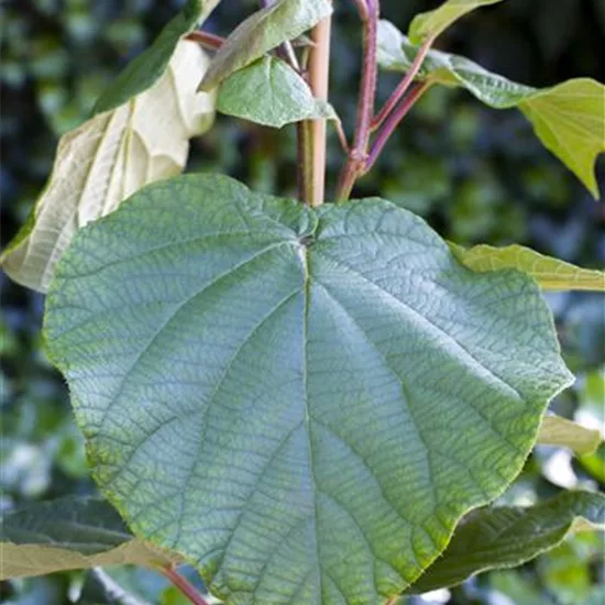 Actinidia deliciosa 'Matua'