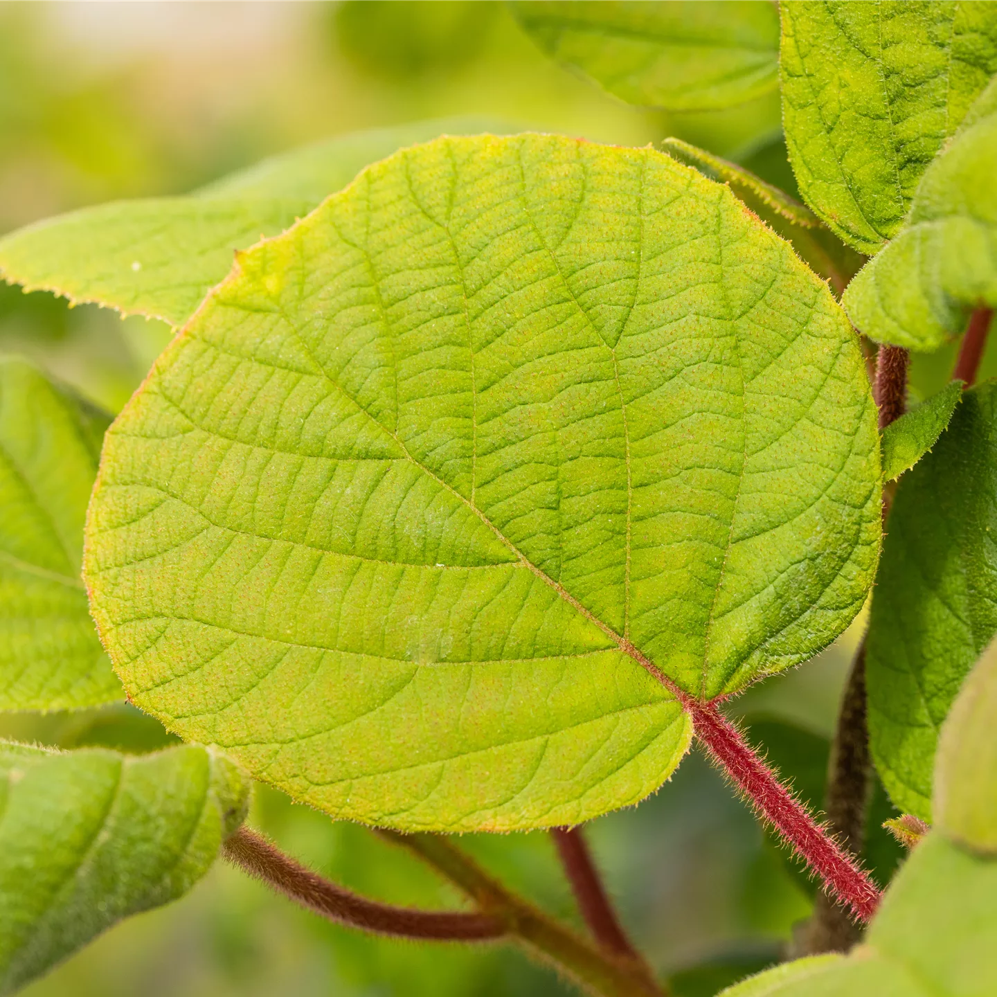 Actinidia deliciosa 'Hayward'