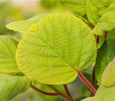 Actinidia deliciosa 'Hayward'