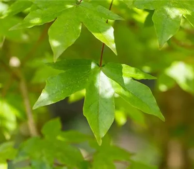 Acer zoeschense (x) 'Annae'