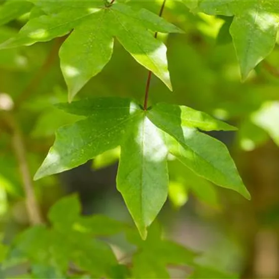 Acer zoeschense (x) 'Annae'