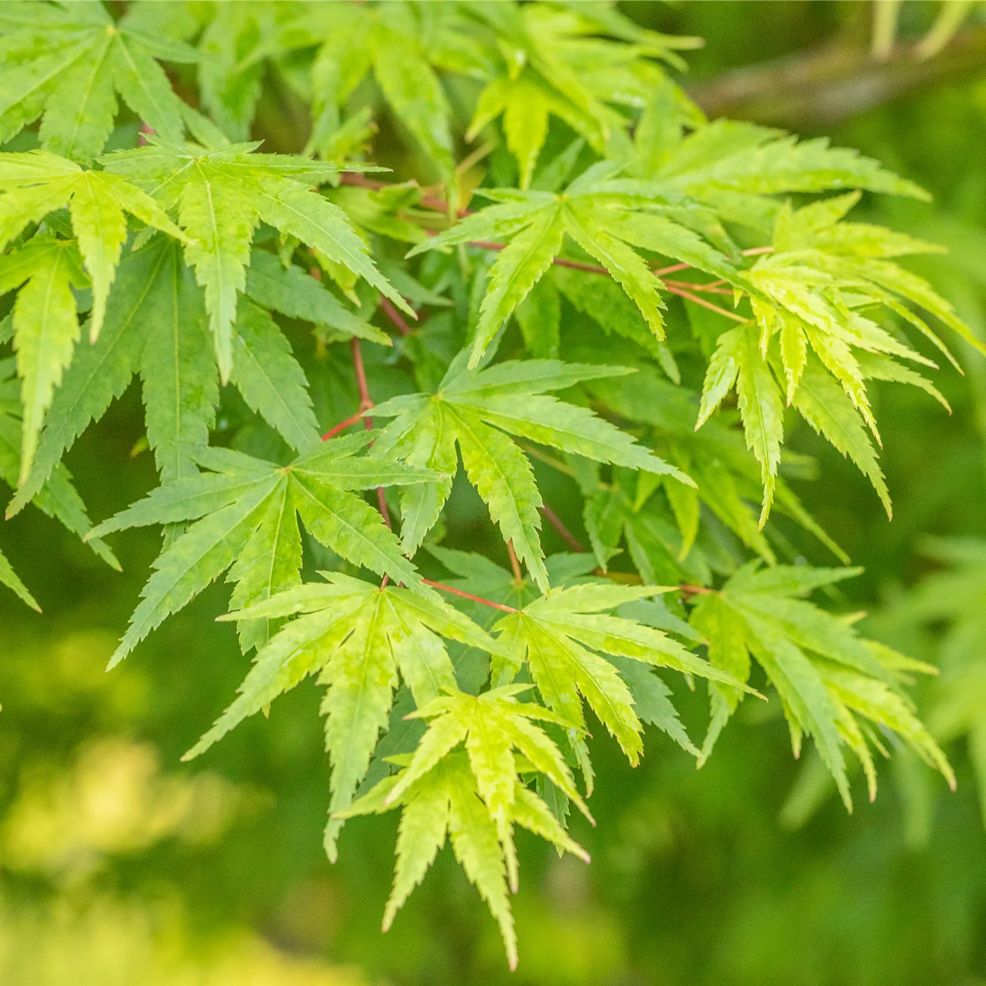 Acer palmatum 'Chitoseyama'