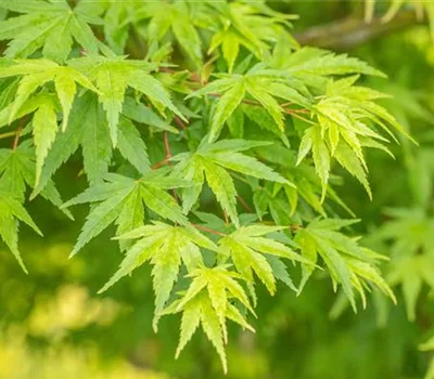 Acer palmatum 'Chitoseyama'