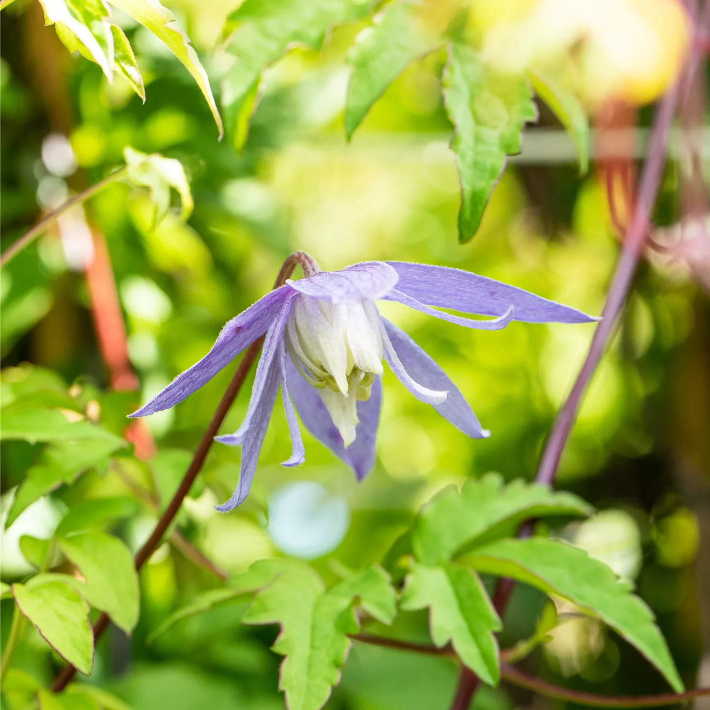 Clematis alpina