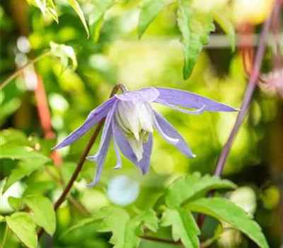 Clematis alpina