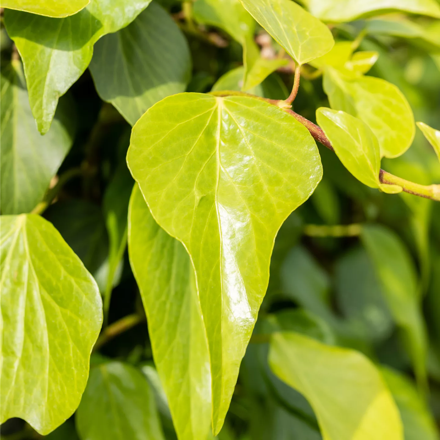 Hedera colchica