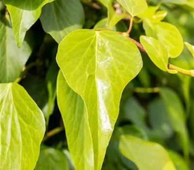 Hedera colchica