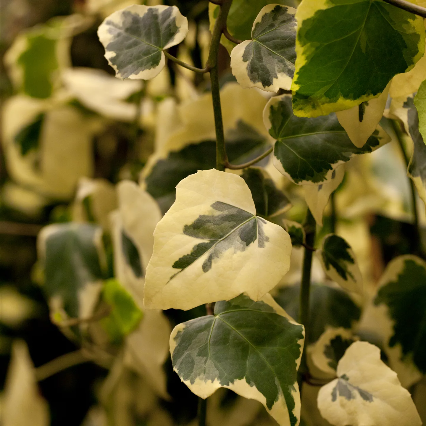 Hedera colchica 'Dentata Variegata'