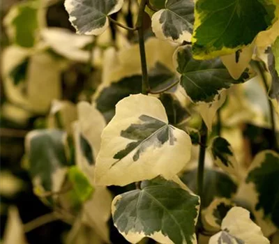 Hedera colchica 'Dentata Variegata'