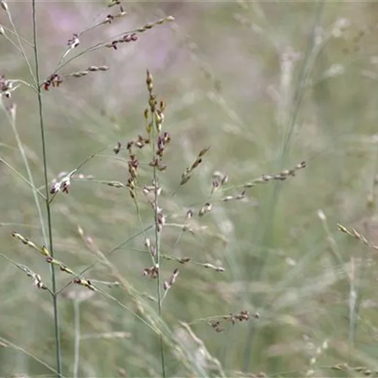 Panicum virgatum 'Prairie Sky'