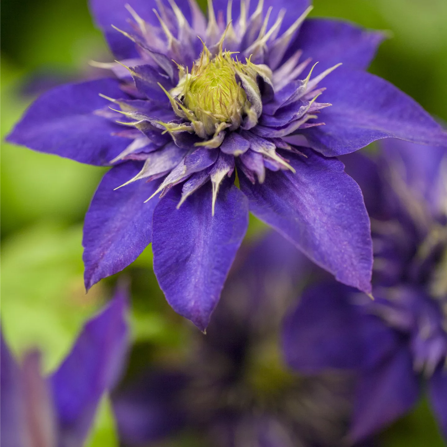 Clematis 'The President'