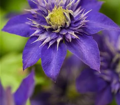 Clematis 'The President'