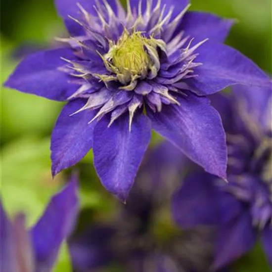 Clematis 'The President'