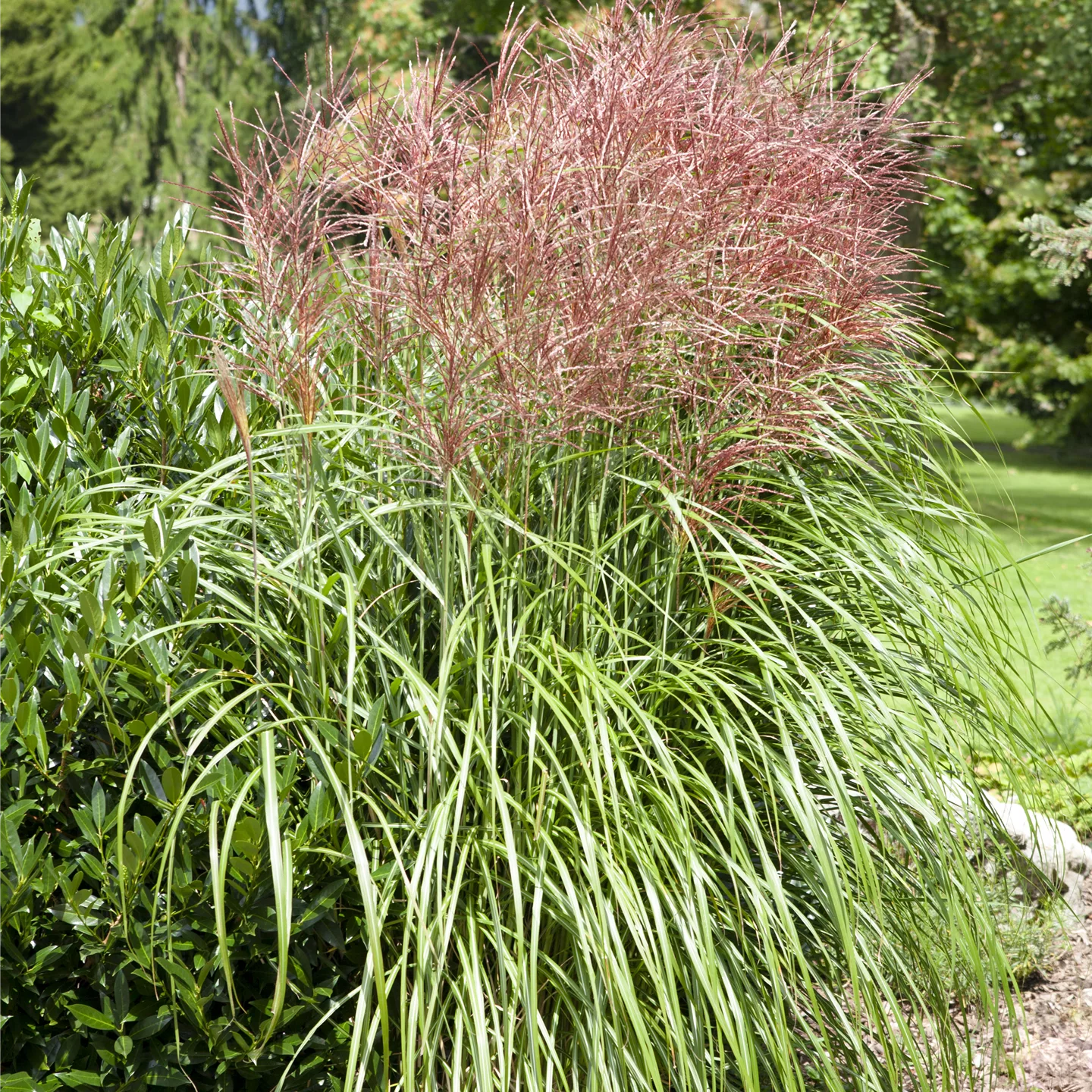 Miscanthus sinensis 'Grosse Fontäne'