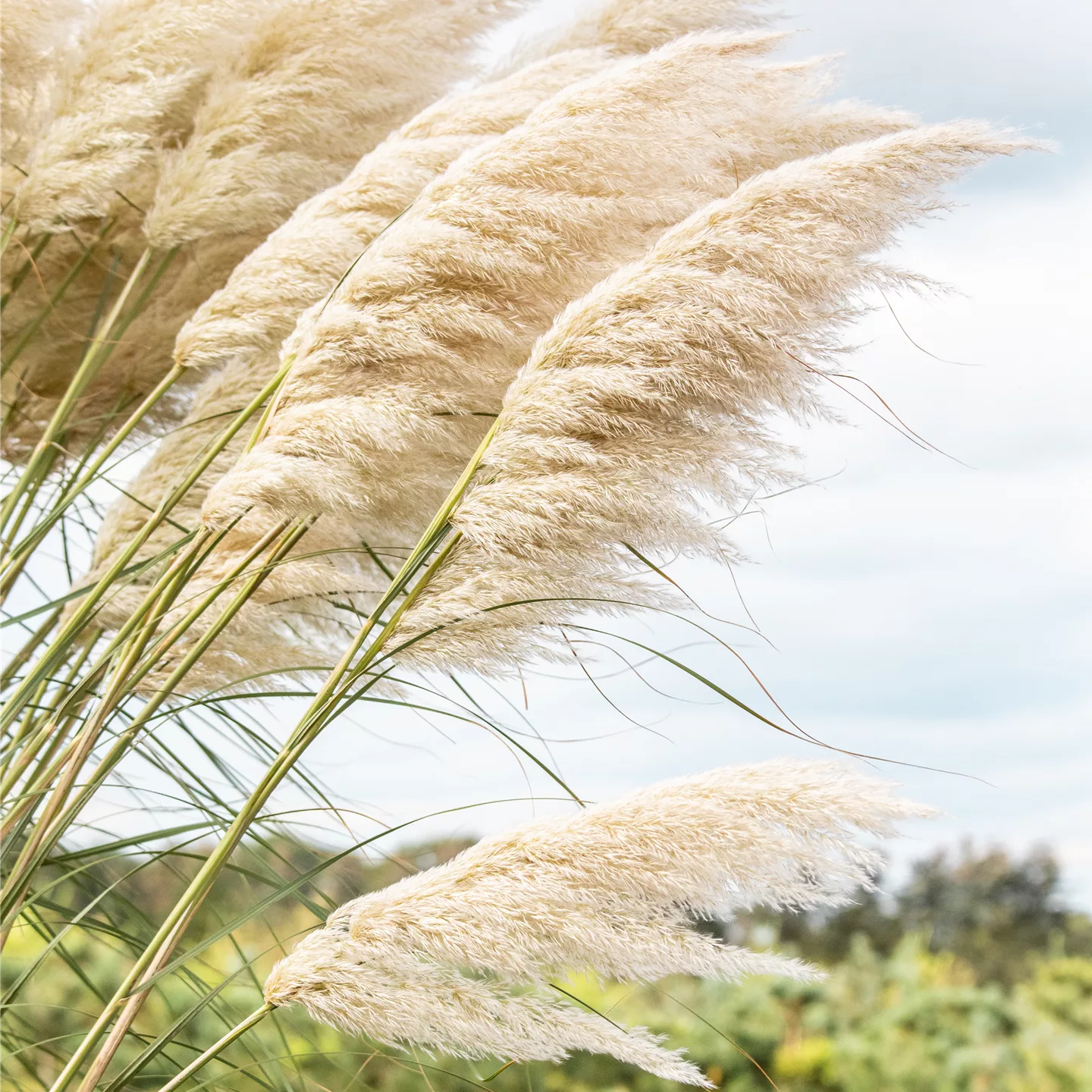 Cortaderia selloana 'Splendid Star'