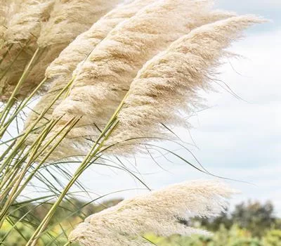 Cortaderia selloana 'Splendid Star'