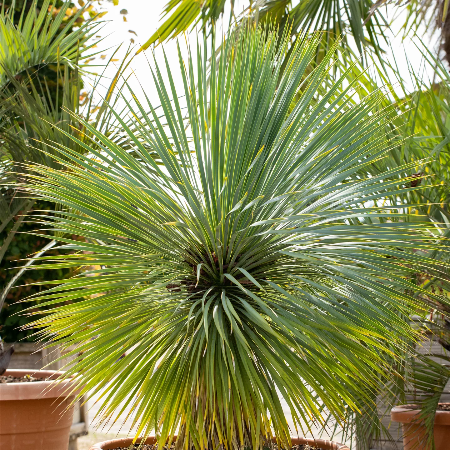 Yucca rostrata