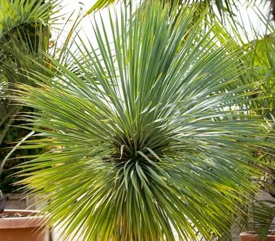 Yucca rostrata