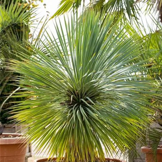 Yucca rostrata