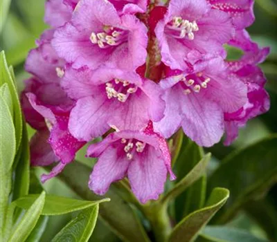 Rhododendron ferrugineum