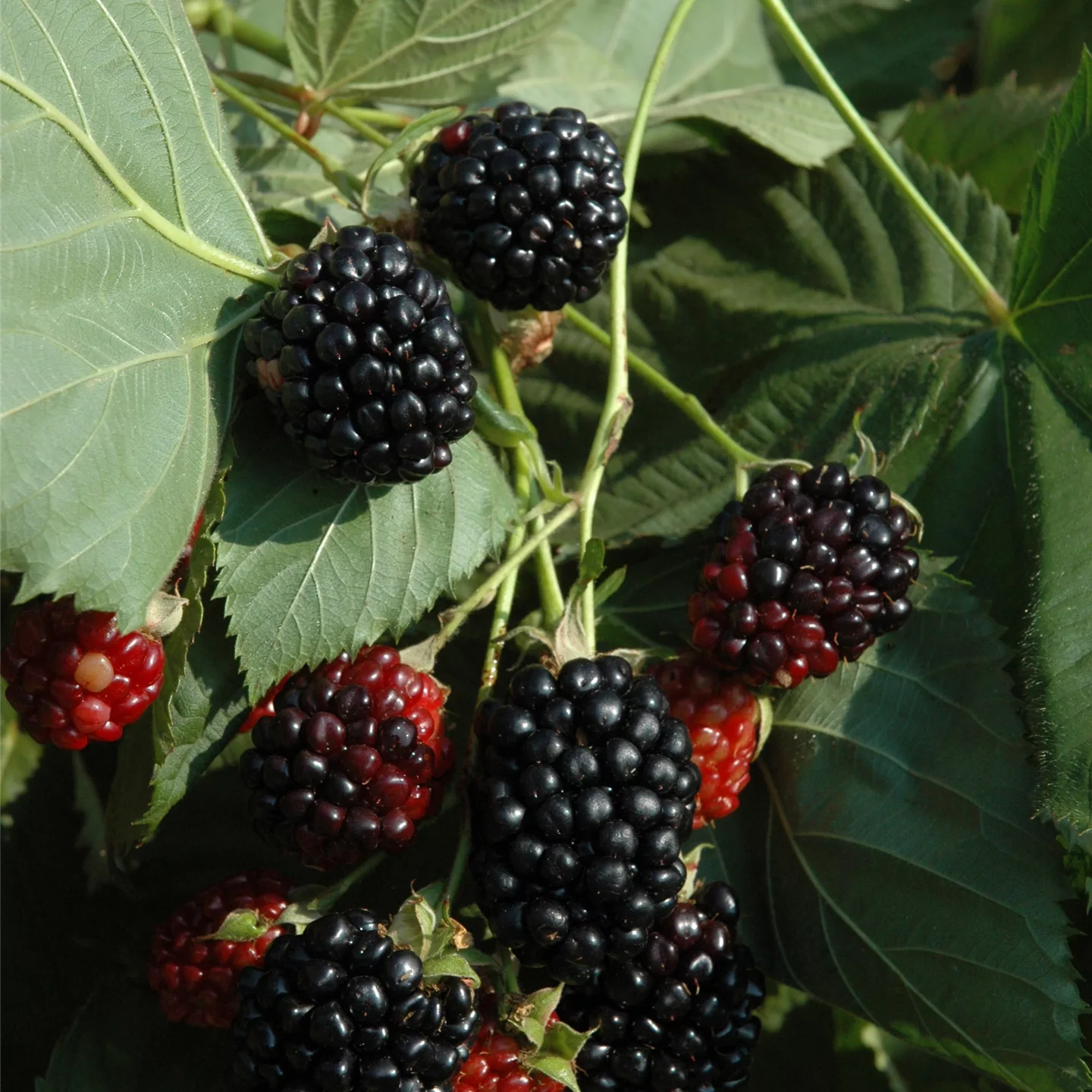 Rubus occidentalis 'Black Jewel'