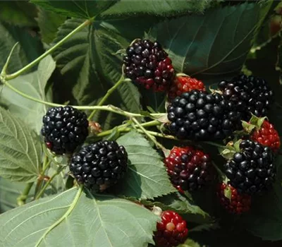 Rubus occidentalis 'Black Jewel'