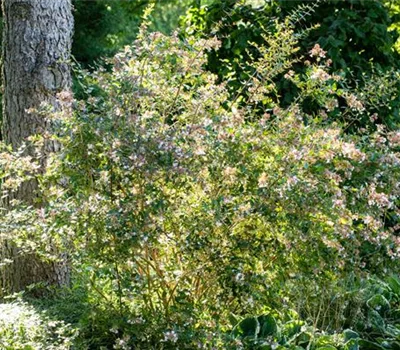 Abelia grandiflora (x) 'Edward Goucher'