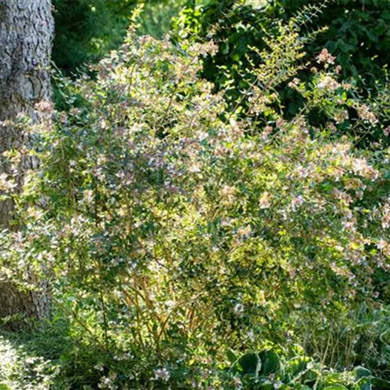 Abelia grandiflora (x) 'Edward Goucher'