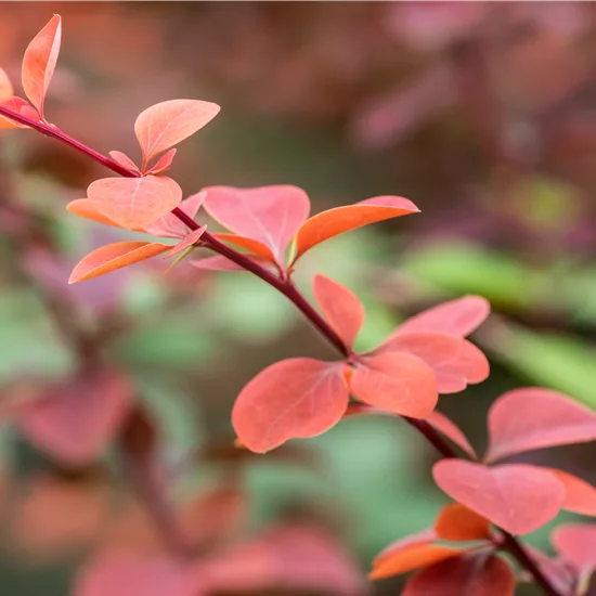 Berberis ottawensis (x) 'Superba'