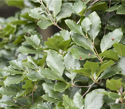 Fagus sylvatica var. suentelensis