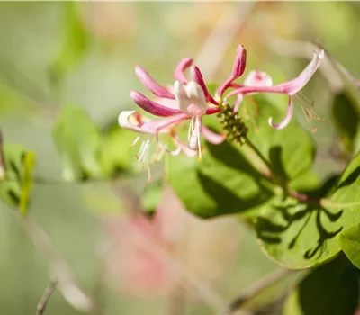 Lonicera heckrottii (x) 'Goldflame'